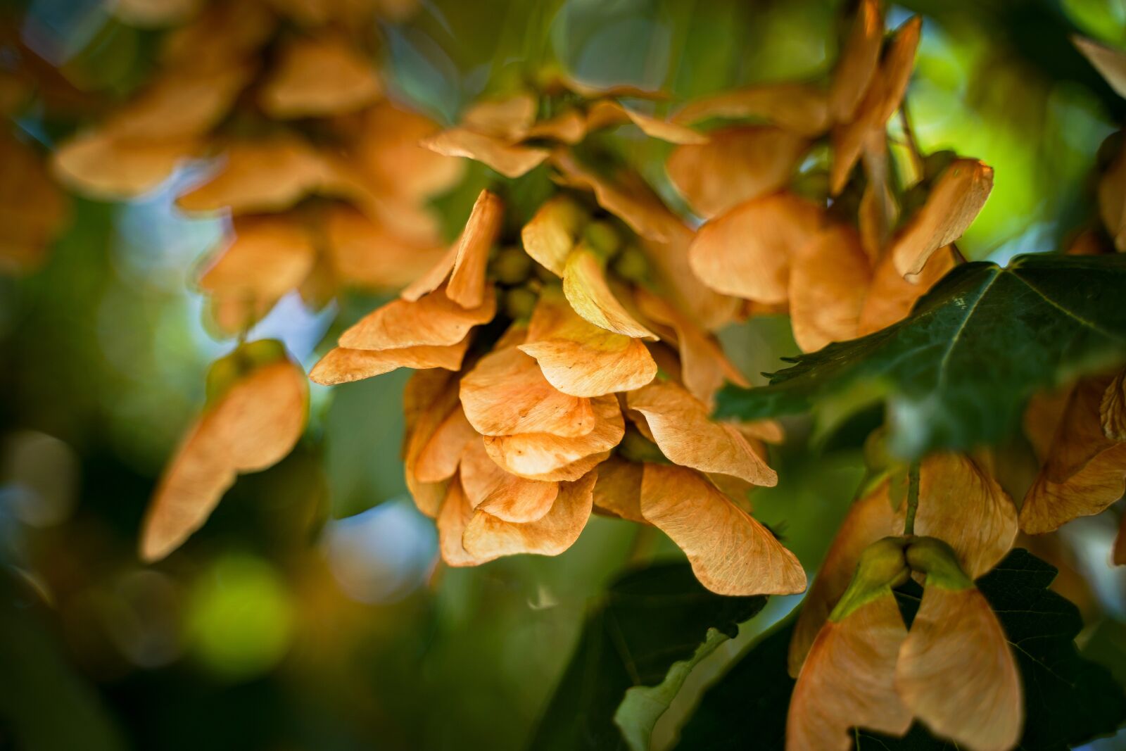 Sony a7 III + Tamron 28-75mm F2.8 Di III RXD sample photo. Tree, seeds, withered photography
