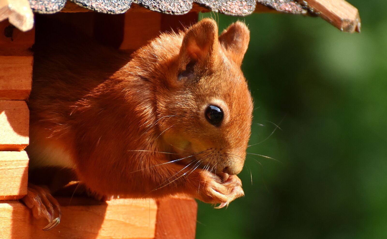 Nikon D7200 sample photo. Squirrel, cute, animal photography