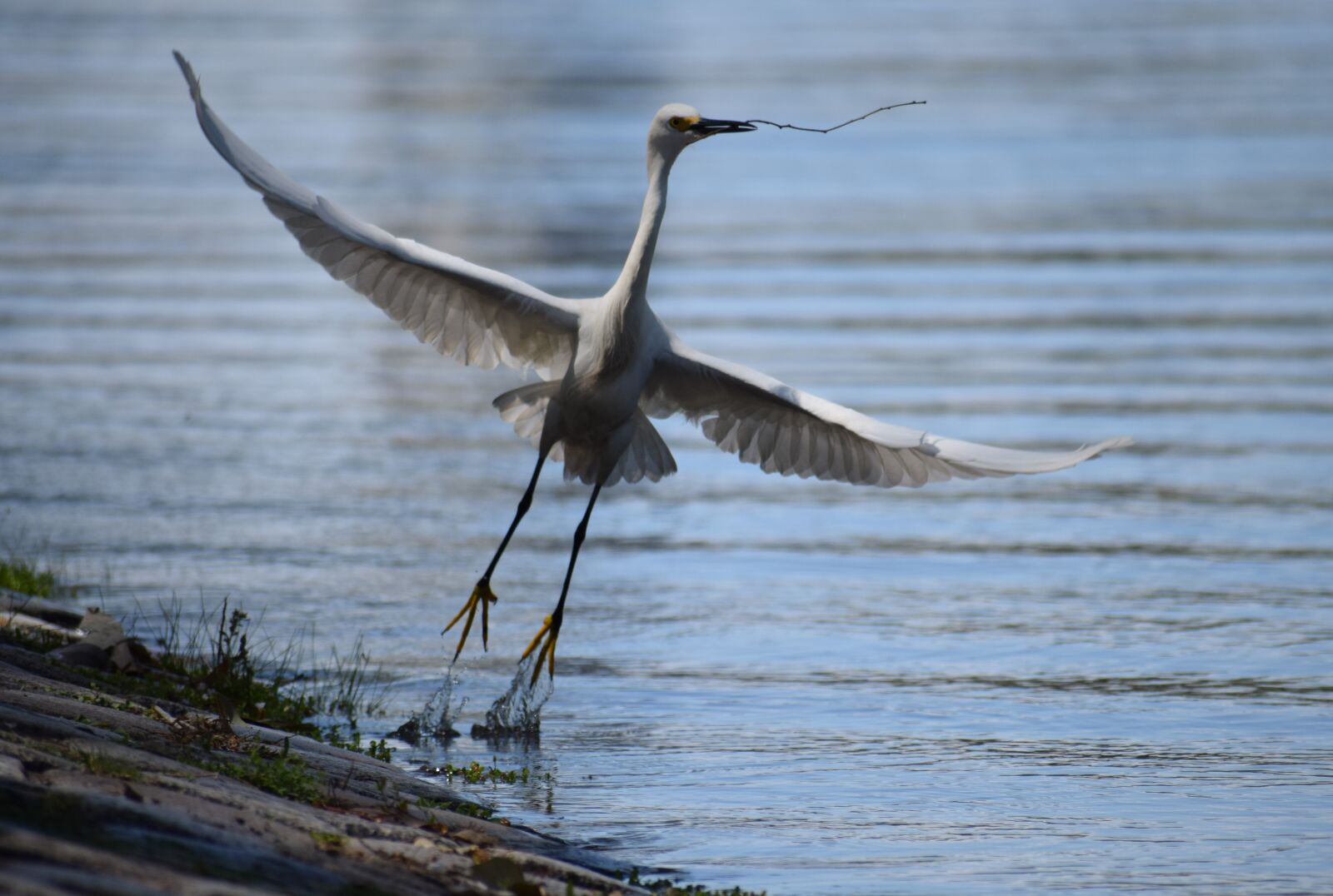 Nikon D3300 sample photo. Heron, bird, flight photography