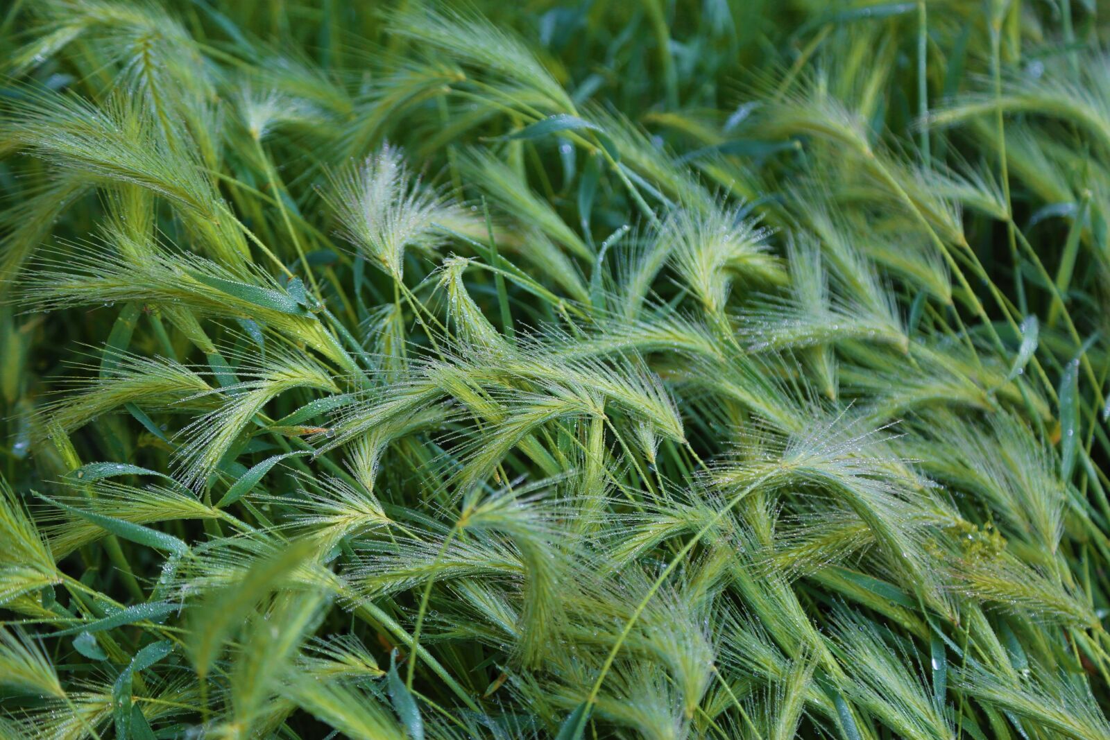 Canon EF 24-105mm F4L IS USM sample photo. Plant, spring, nature photography