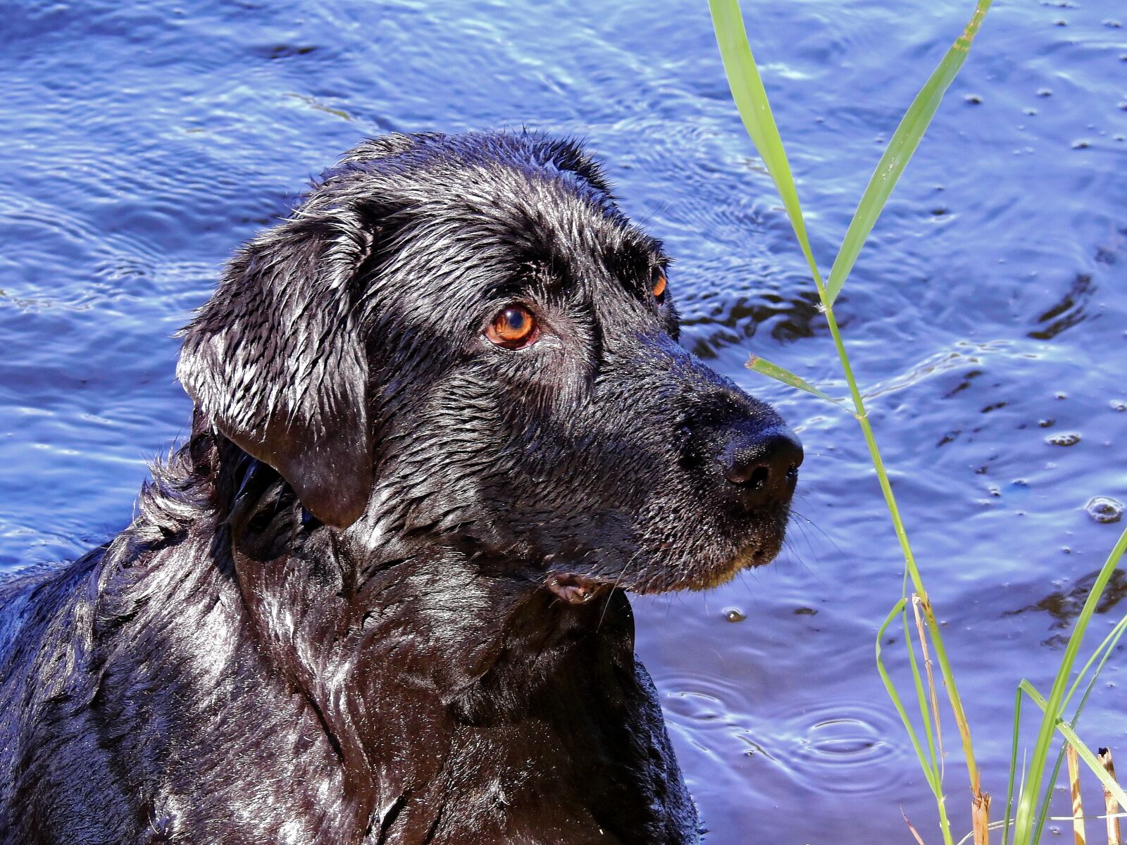 Nikon Coolpix P900 sample photo. Dog, labrador, animal photography