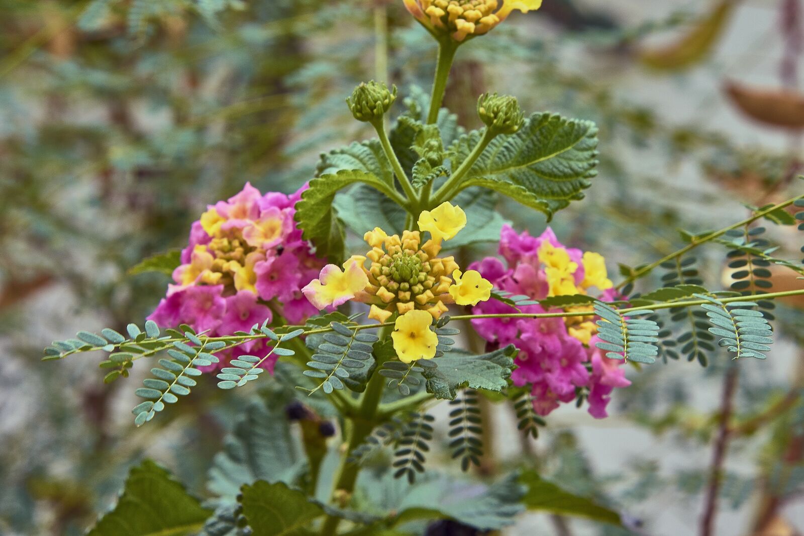 Nikon D7200 sample photo. Flower, garden, plant photography