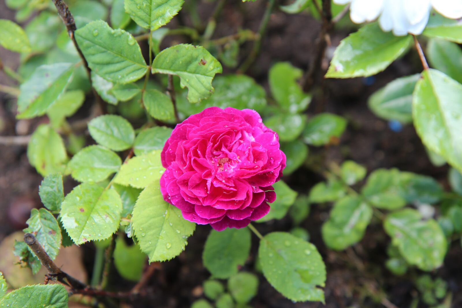 Canon EOS 600D (Rebel EOS T3i / EOS Kiss X5) sample photo. Old rose, red rose photography