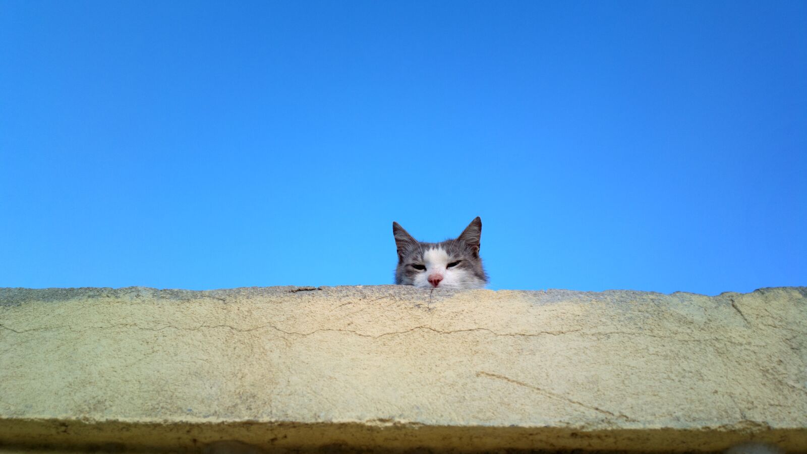 Nokia 808 PureView sample photo. Cat, animal, cute photography
