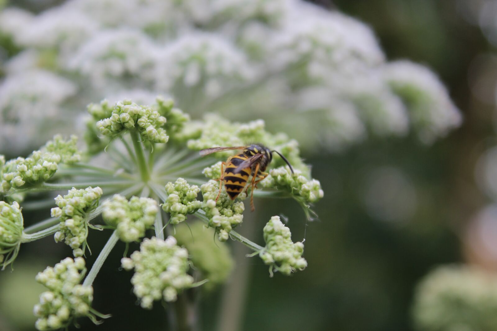 Canon EOS 600D (Rebel EOS T3i / EOS Kiss X5) sample photo. Wasp, close up, forest photography