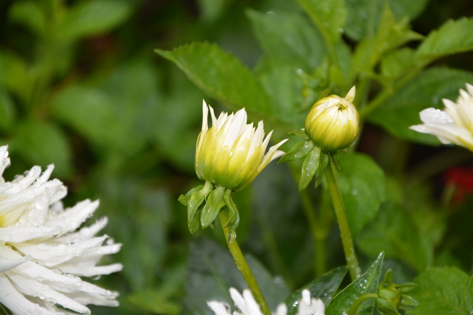 Nikon D5200 sample photo. Flowers buttons, flowers, green photography
