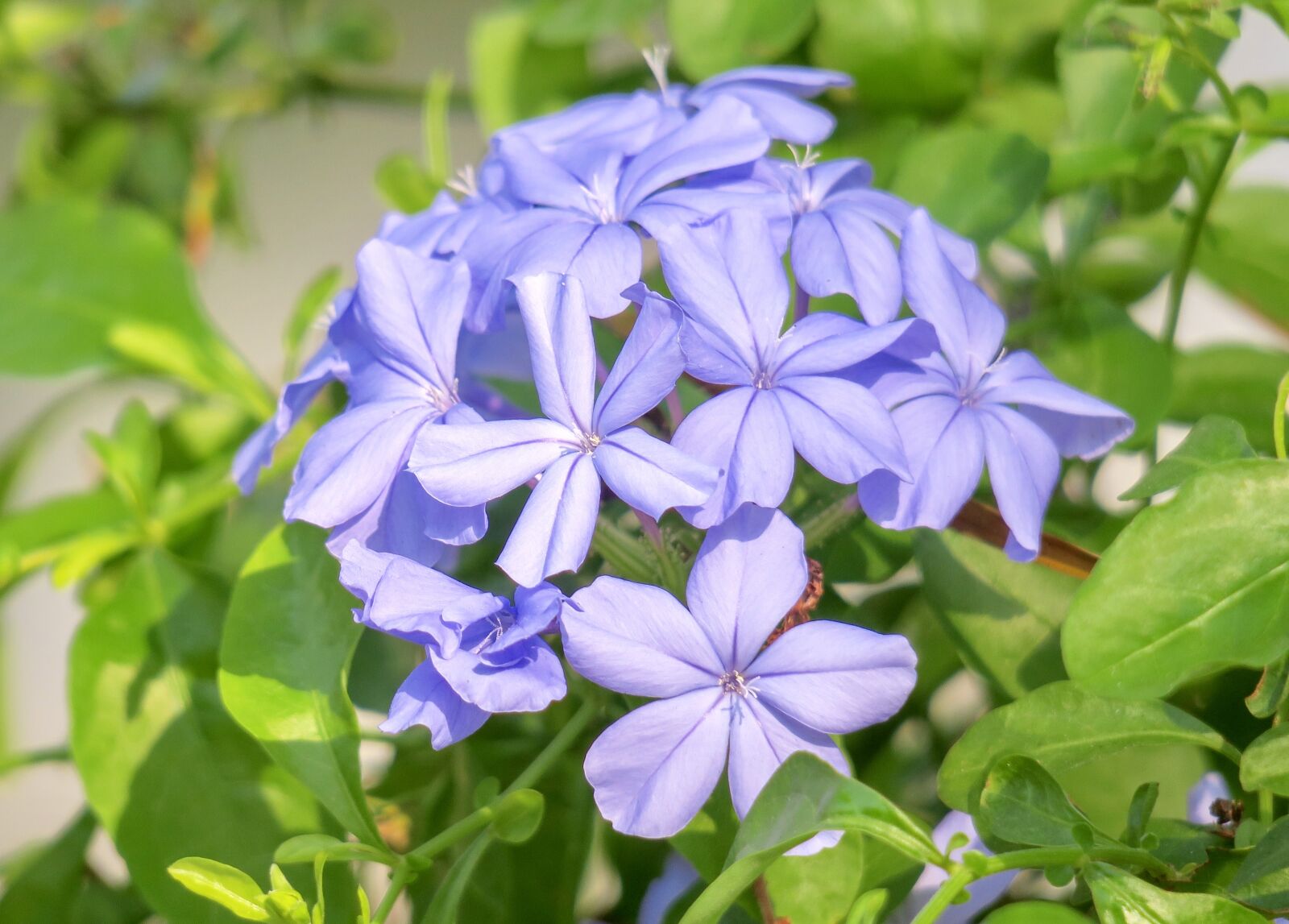 Canon PowerShot G3 X sample photo. Blue flower dan, flower photography