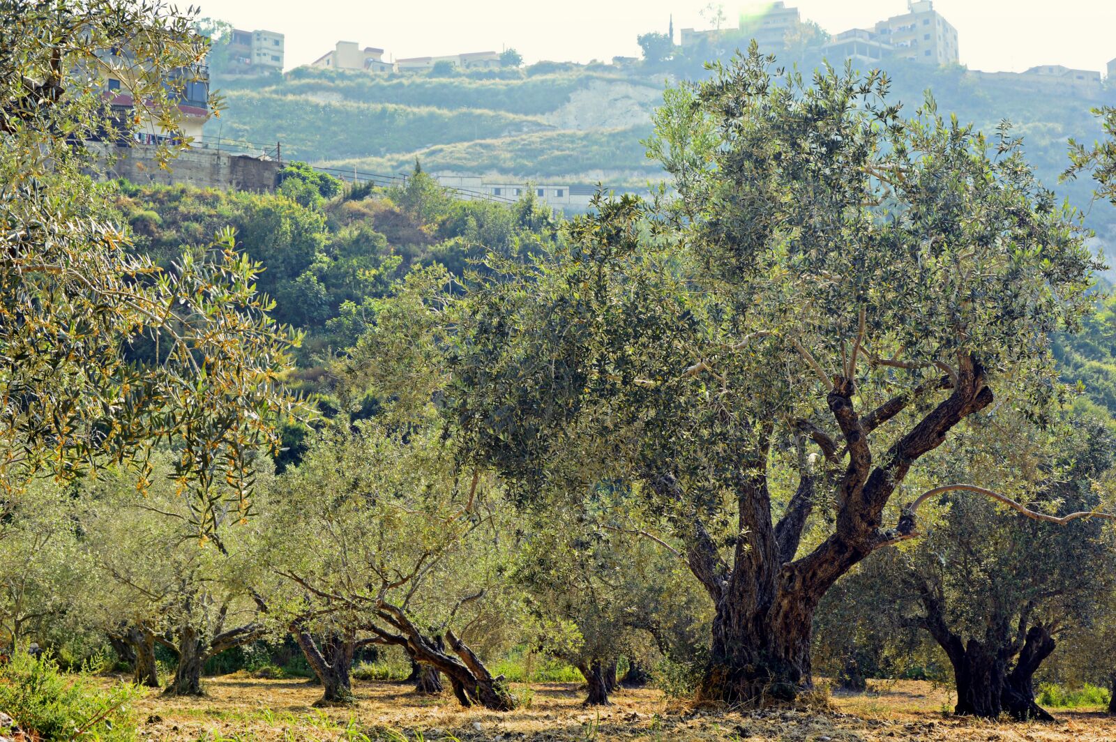 Nikon D3200 sample photo. Olive trees, trees, olive photography