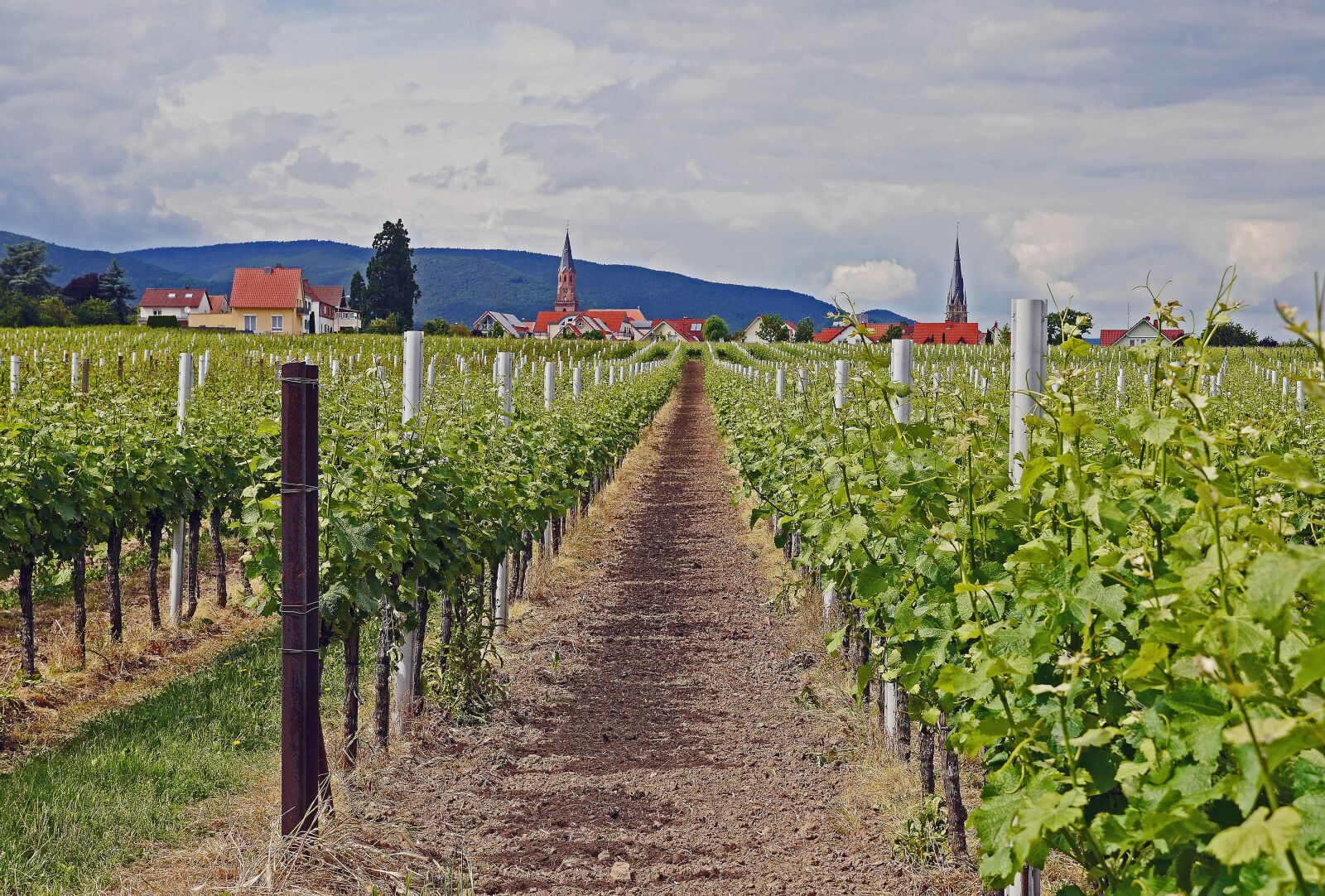 Panasonic Lumix DMC-GH3 sample photo. Palatinate, winegrowing, the upper photography