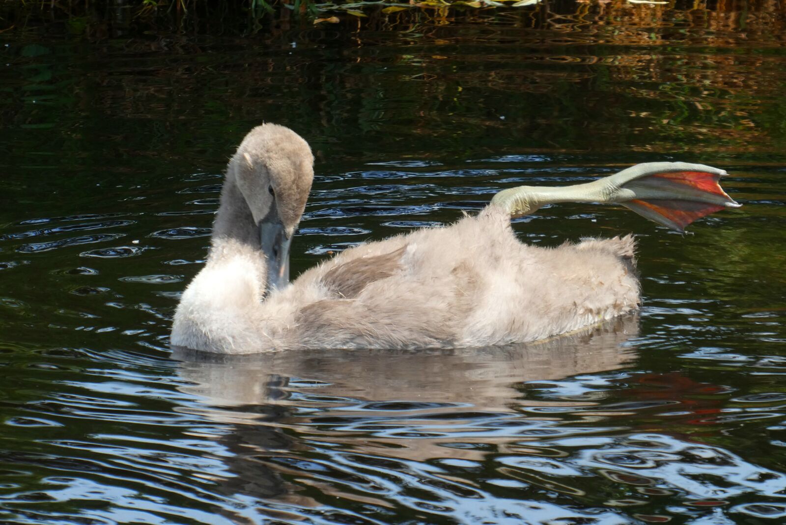 Panasonic Lumix DC-ZS70 (Lumix DC-TZ90) sample photo. Zwanenjong, down feathers, swimming photography
