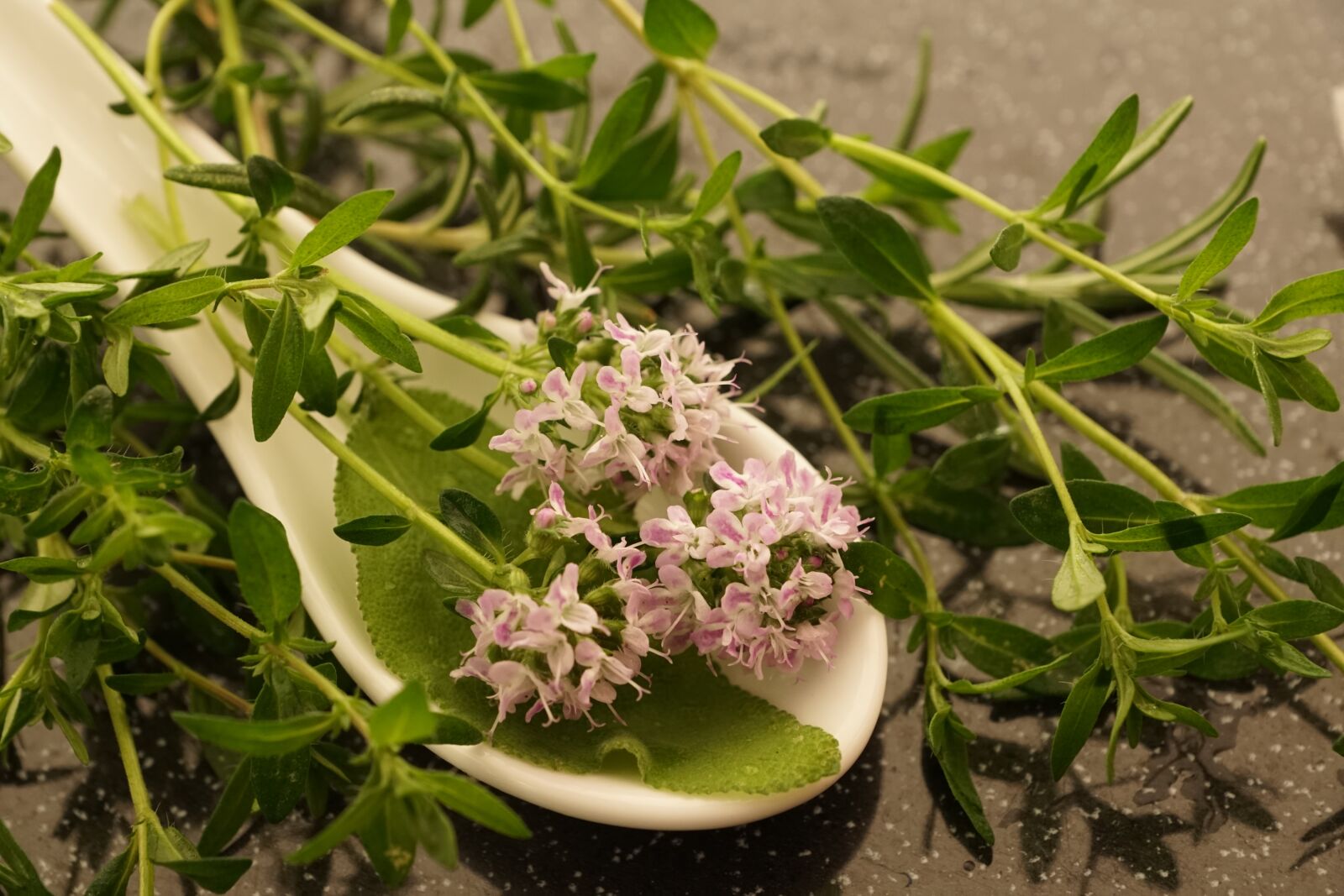 Sony ILCA-77M2 + Sony DT 16-50mm F2.8 SSM sample photo. Thyme, summer, herb photography