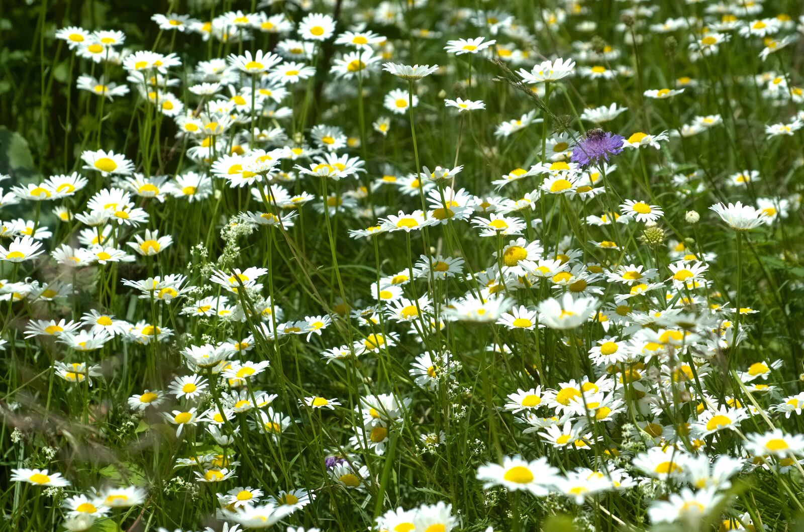 Nikon D70 sample photo. Flower meadow, spring meadow photography