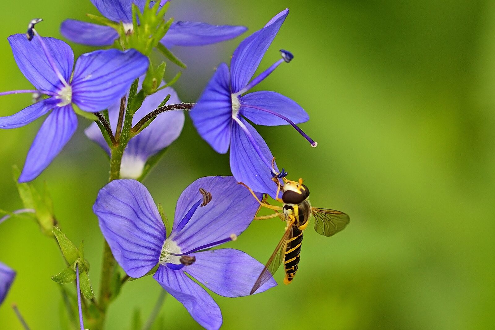 Nikon D5200 sample photo. Flowers, insect, hoverfly photography