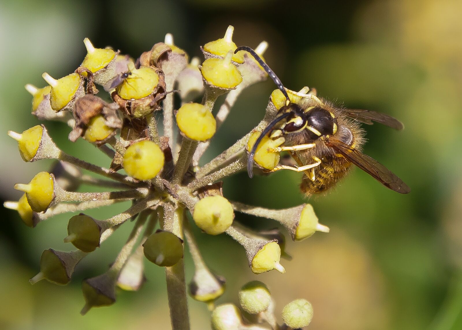 Canon EOS 50D sample photo. Wasp, blossom, bloom photography