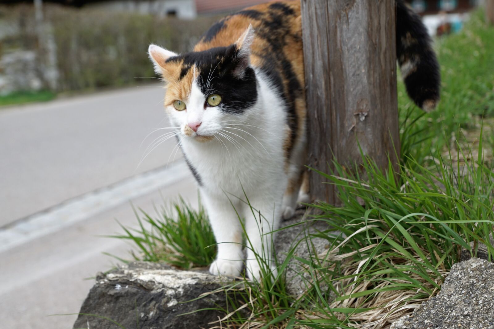 Sony ILCA-77M2 + Sony DT 16-50mm F2.8 SSM sample photo. Cat, colorful, meadow photography