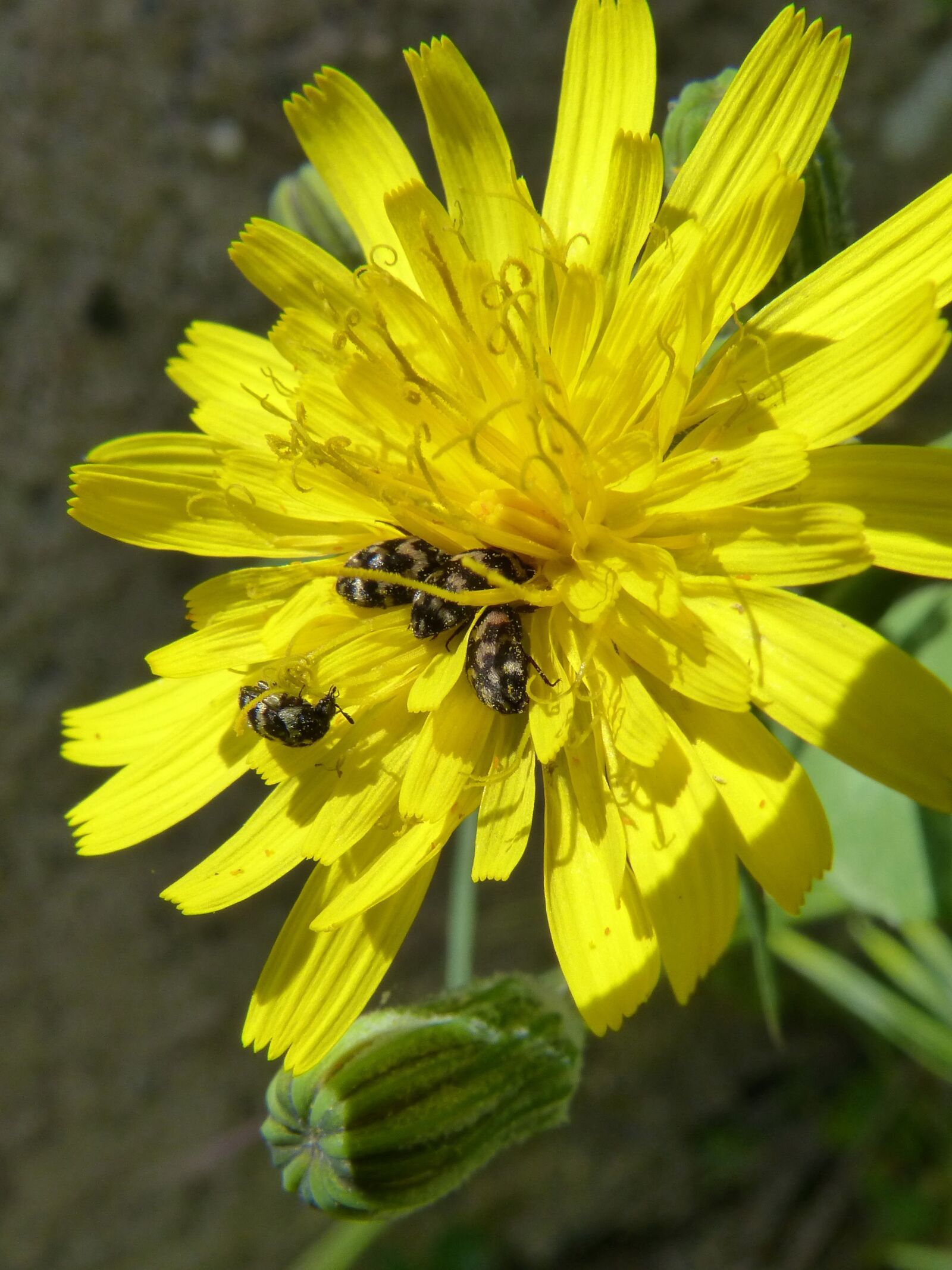 Panasonic DMC-FZ62 sample photo. Flower, dandelion, beetles zig photography