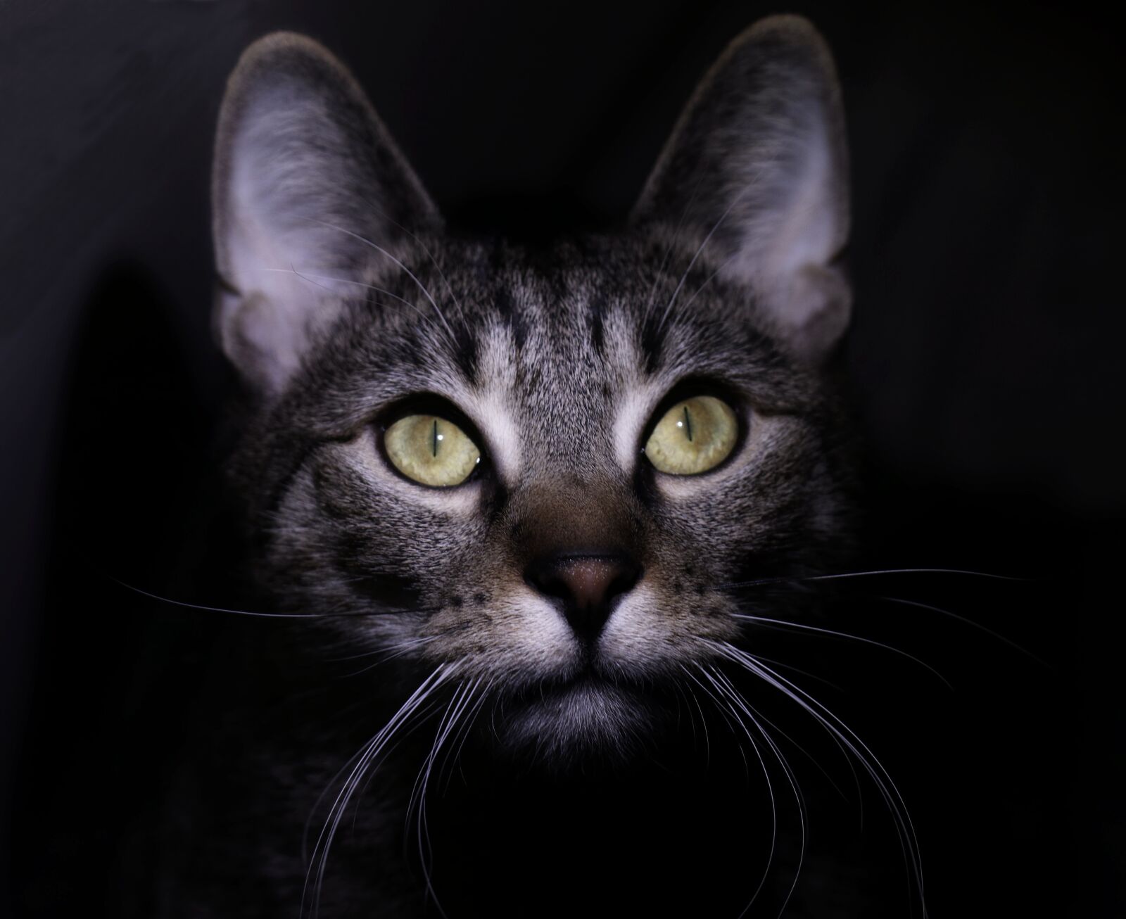 Canon EOS 80D sample photo. Cat, kitten, animals photography