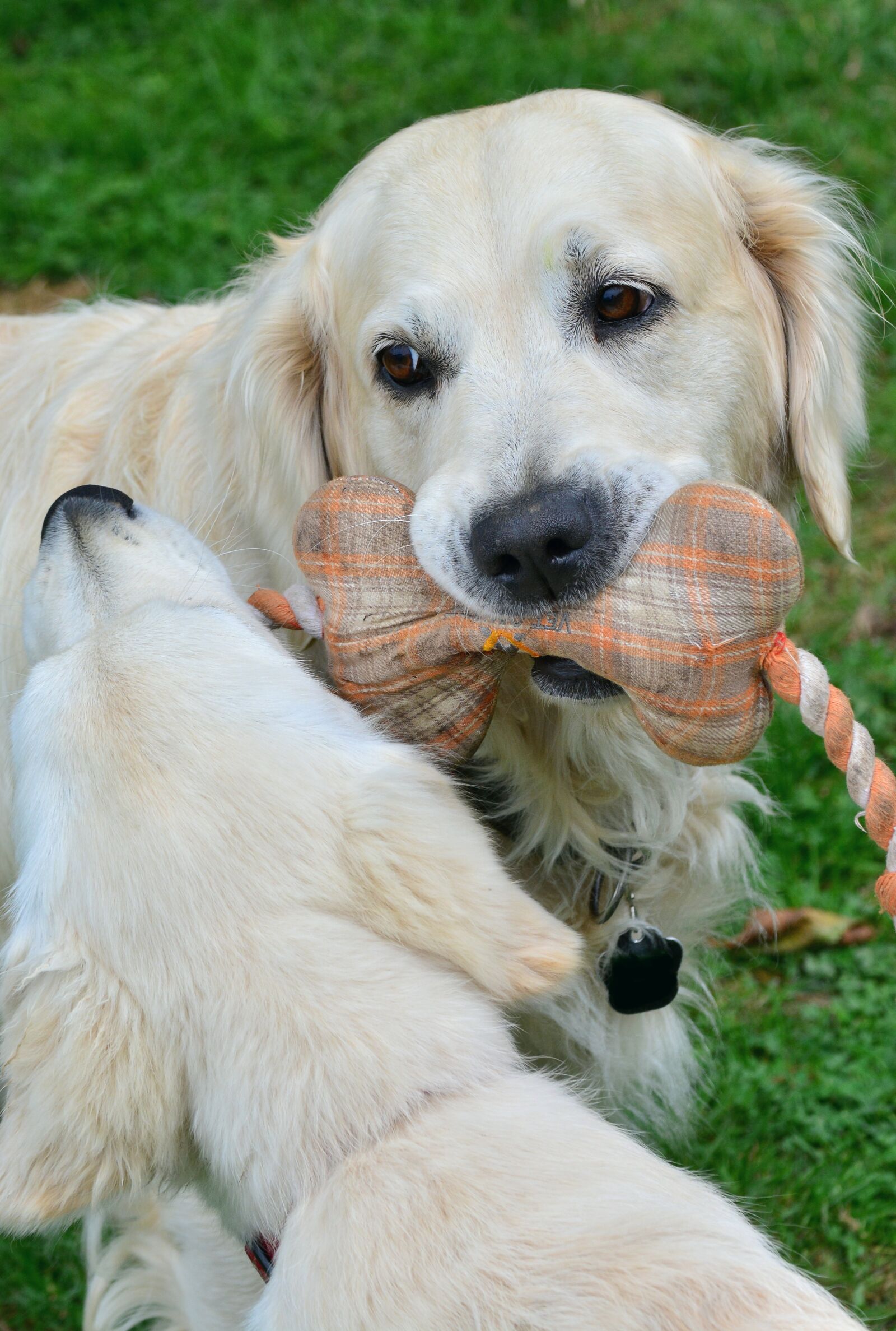 Nikon D5200 sample photo. Golden retriever, dog, dog photography