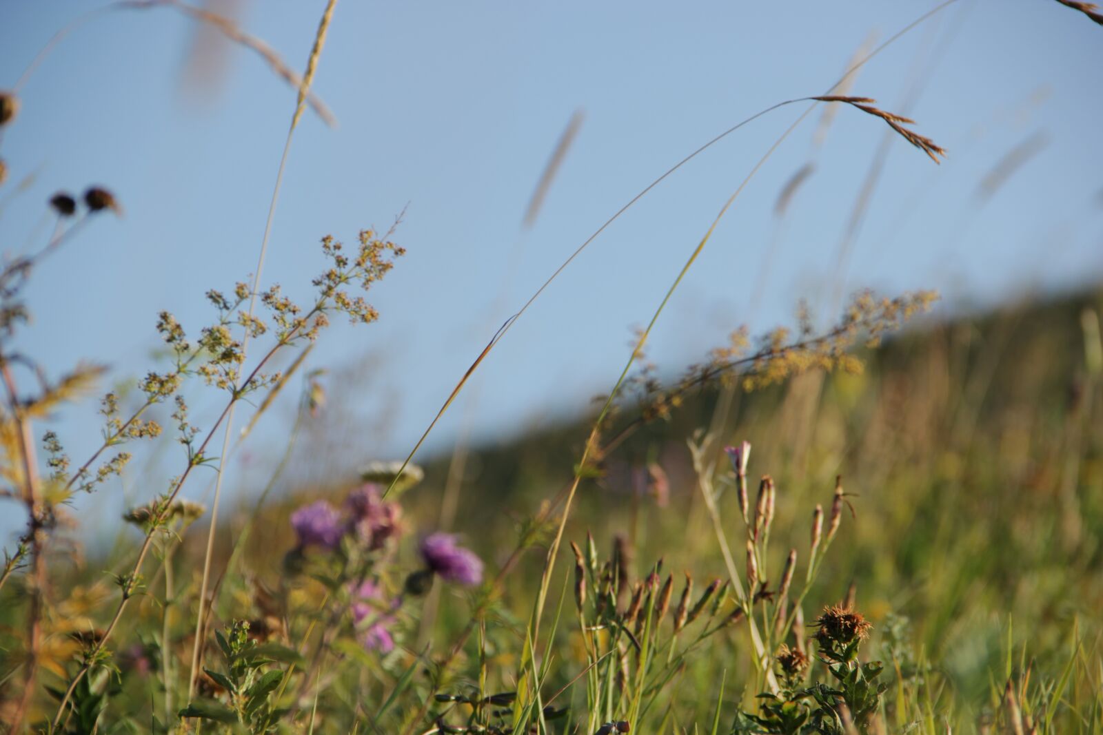 Canon EOS 550D (EOS Rebel T2i / EOS Kiss X4) sample photo. Grass, nature, landscape photography