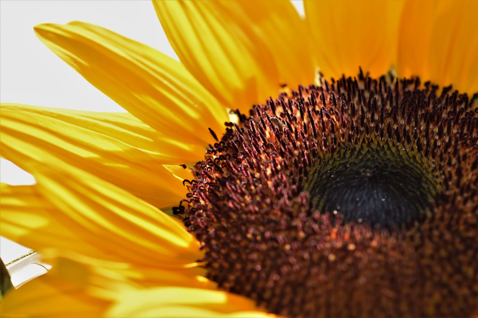 Nikon D5500 sample photo. Sunflower, flower, blossom photography