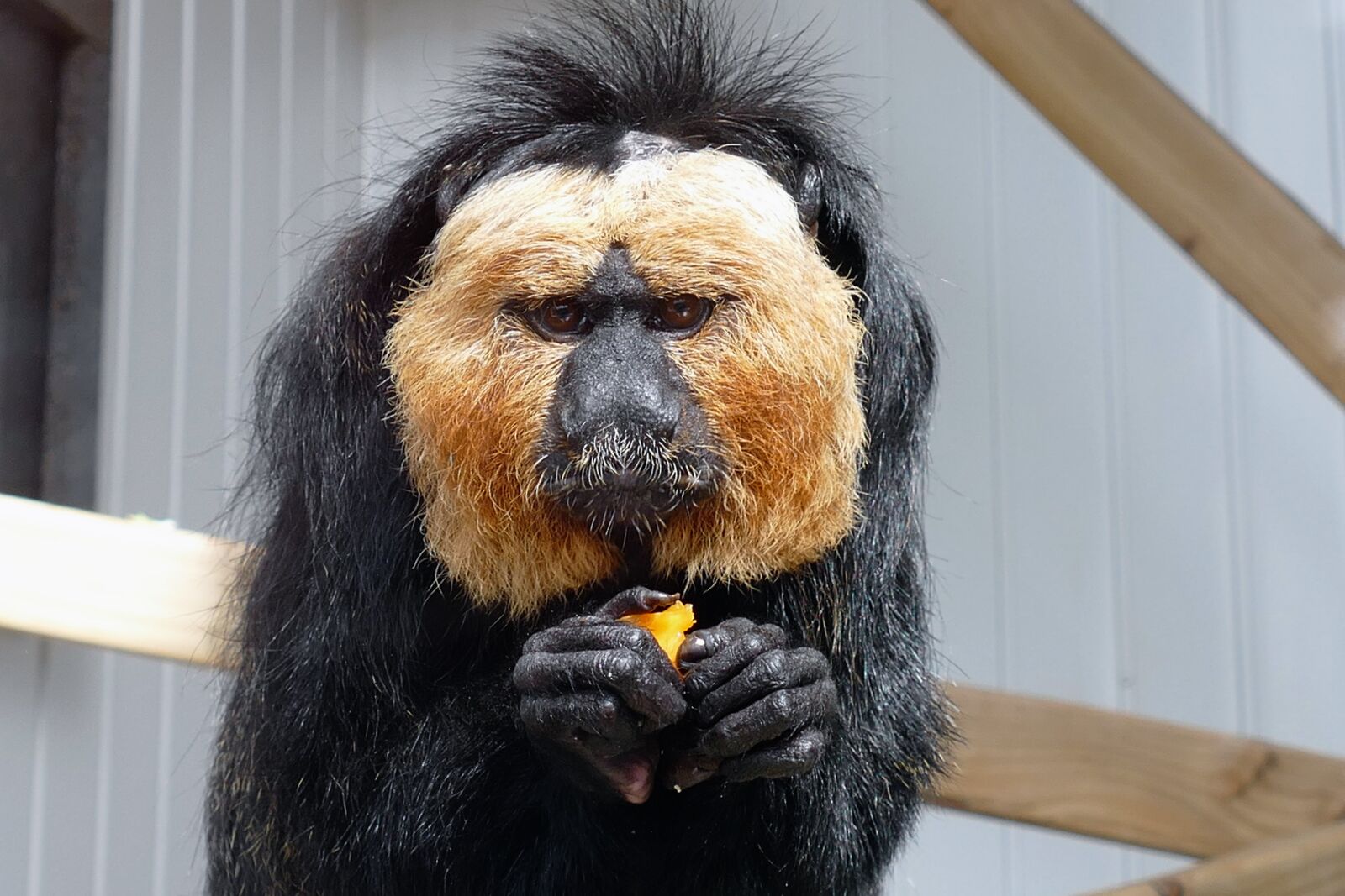 Panasonic Lumix DMC-FZ1000 sample photo. Saki monkey, sakis, monkey photography