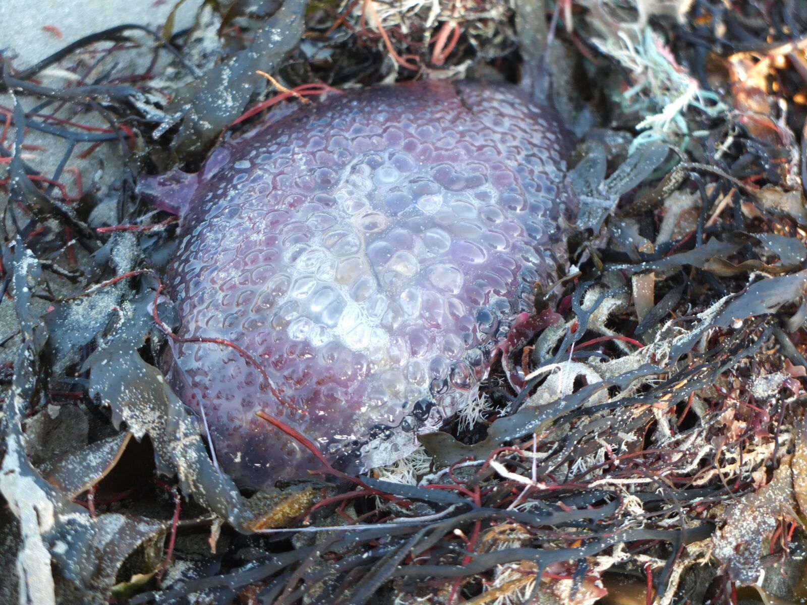 Fujifilm X10 sample photo. Beach, jellyfish, violet photography