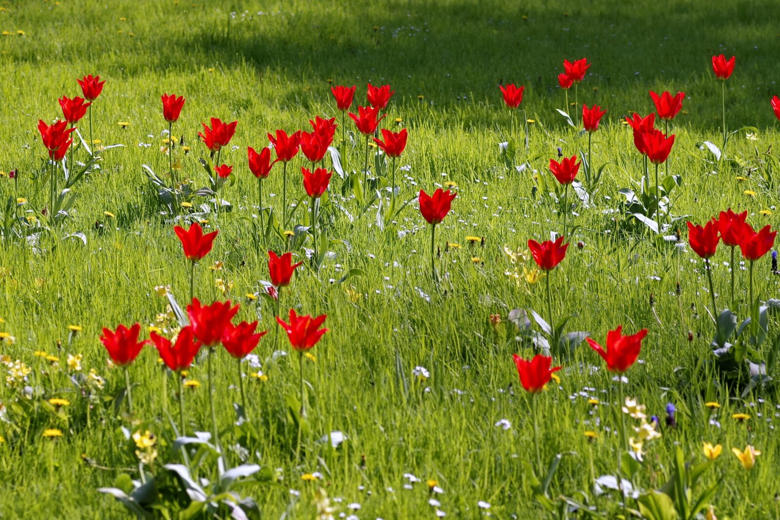 Pentax K-S2 sample photo. Meadow, fancy, floral photography