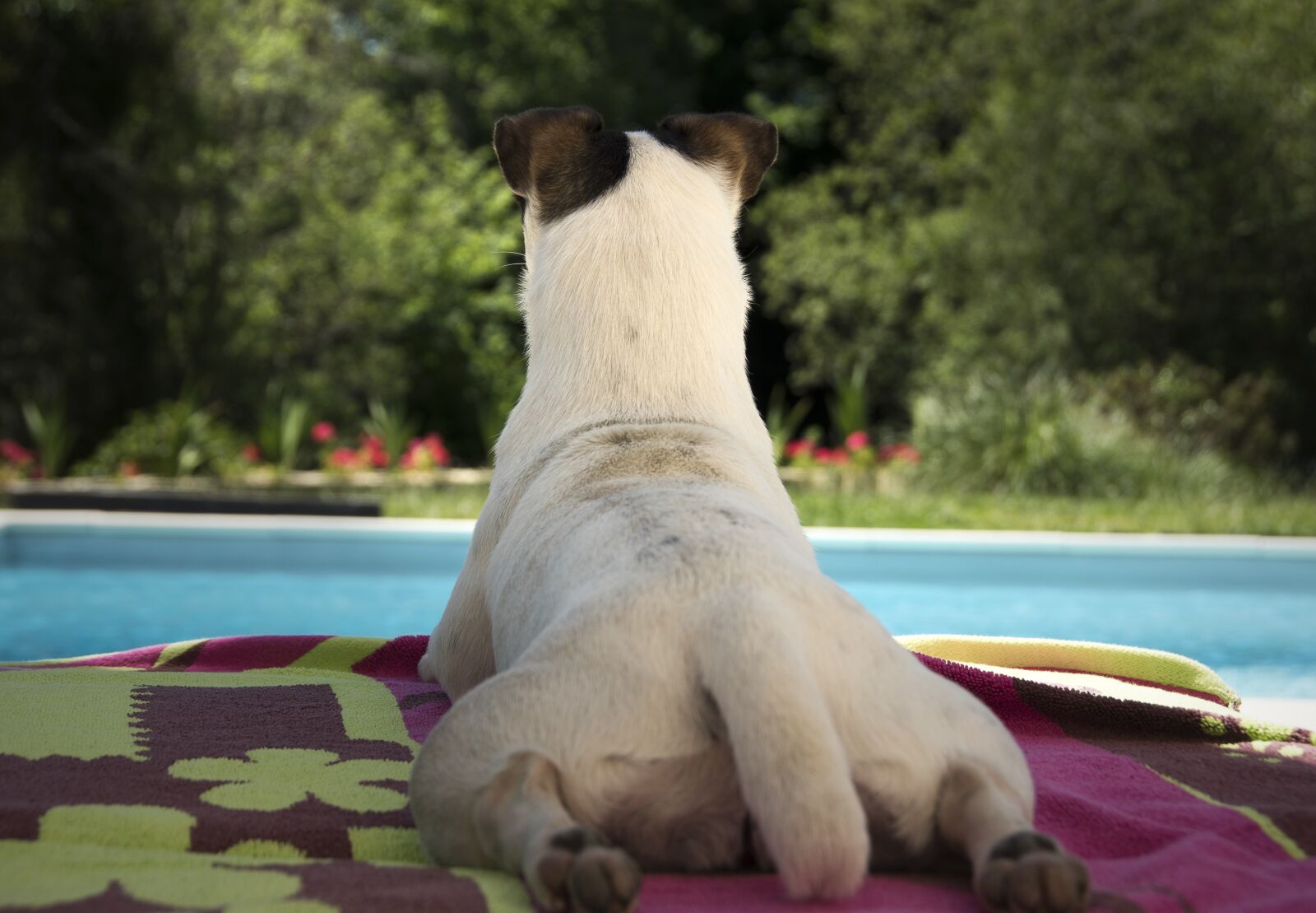 Nikon D5600 sample photo. Jack russel, dog, surveillance photography