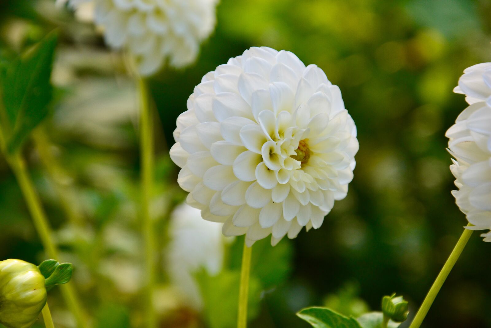 Nikon D5200 sample photo. Dahlia, pompon dahlia, flower photography
