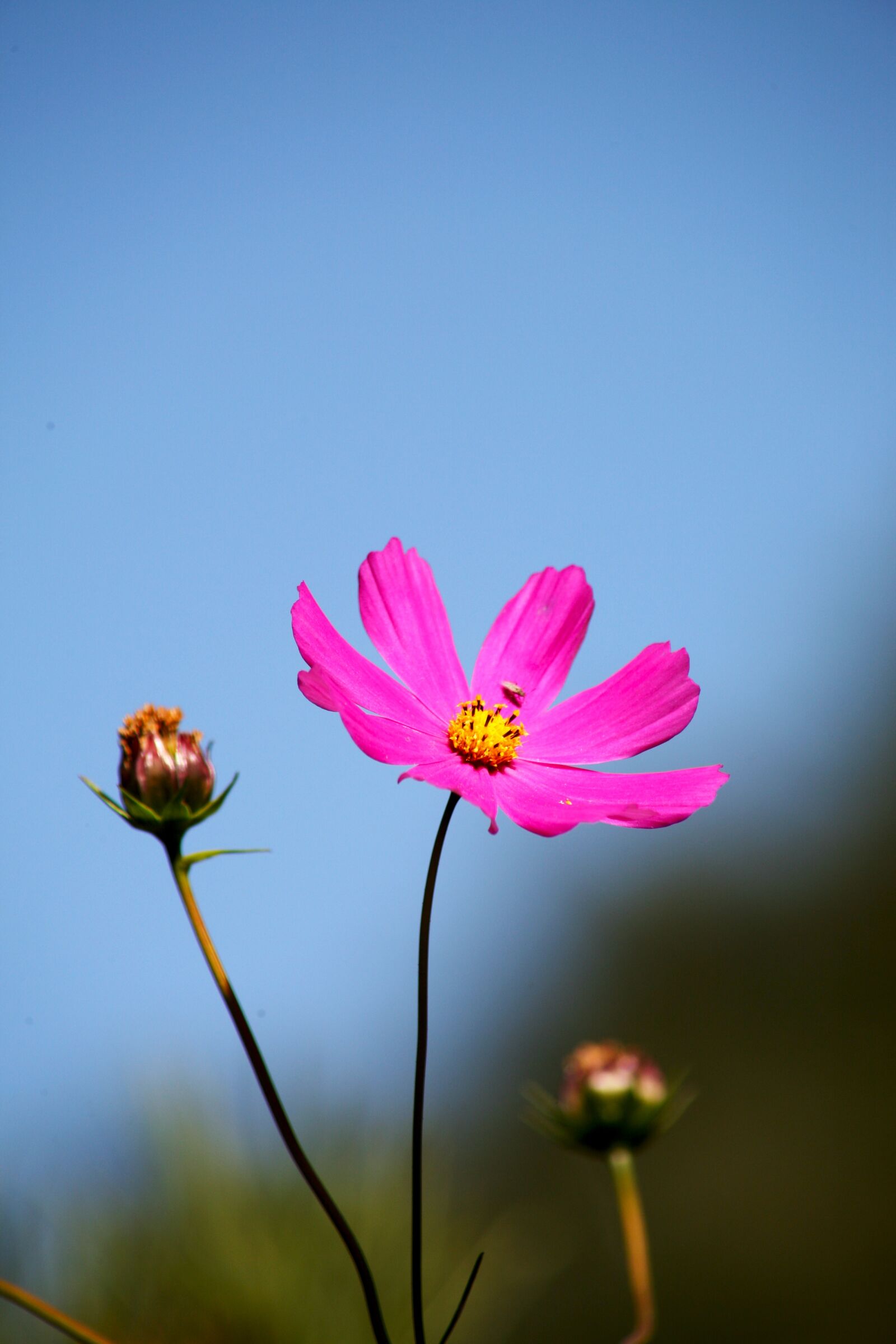 Canon EOS 5D sample photo. Cosmos, autumn, sky photography