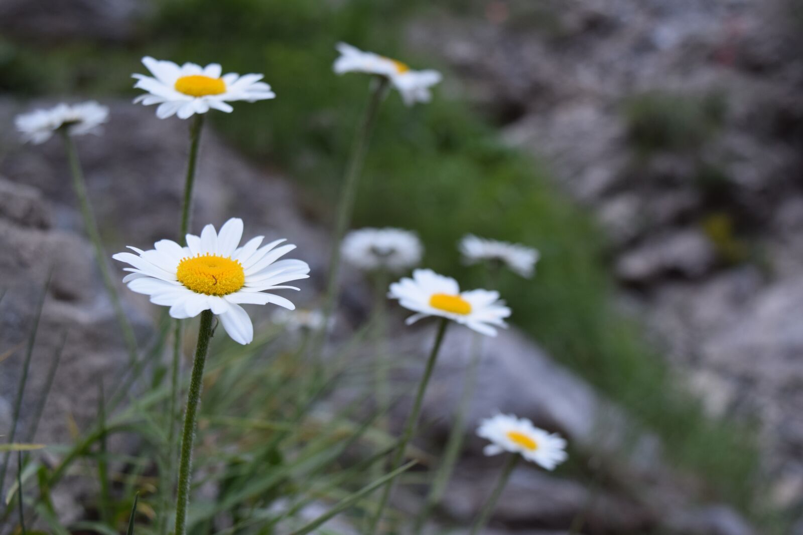 Nikon D3300 sample photo. Daisies, flower, margarite photography