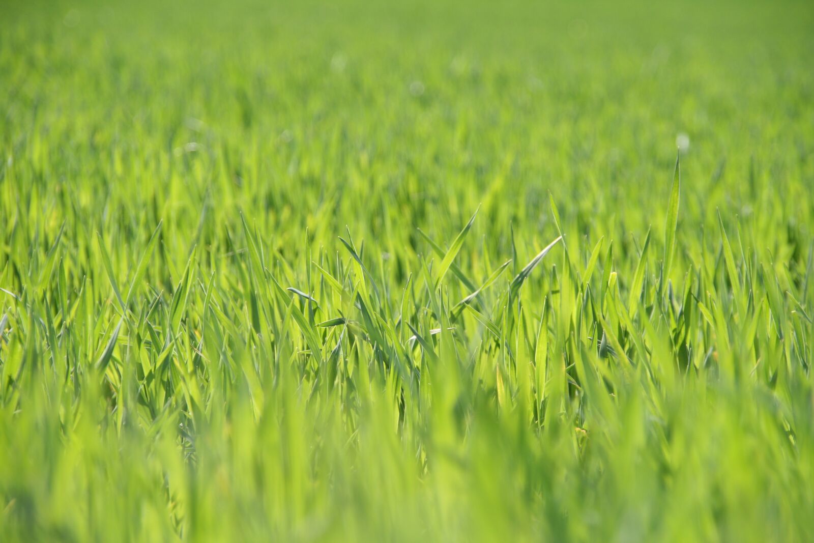 Canon EOS 400D (EOS Digital Rebel XTi / EOS Kiss Digital X) sample photo. Field, growth, cereals photography