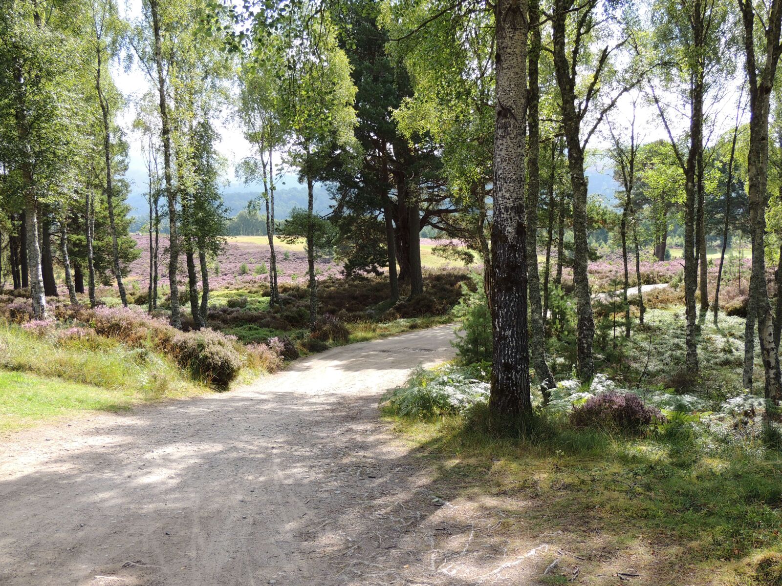 Nikon Coolpix P510 sample photo. Forest, trees, nature photography