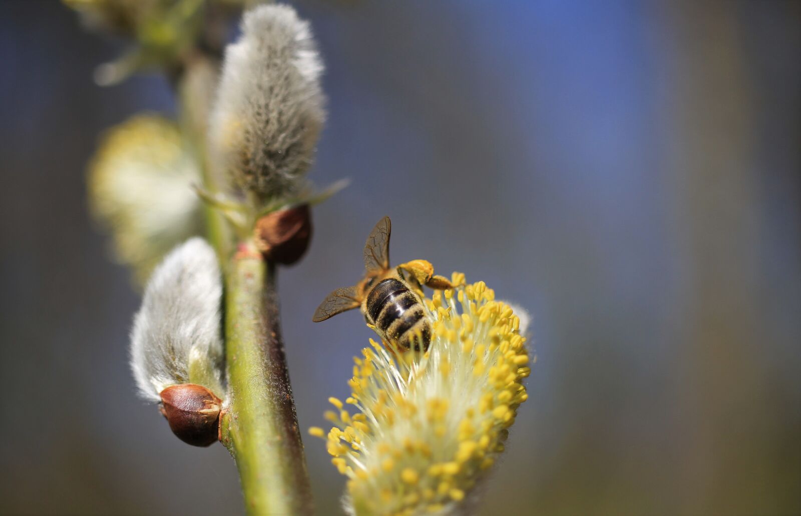 Canon EOS 7D sample photo. Willow catkin, pasture, wasp photography