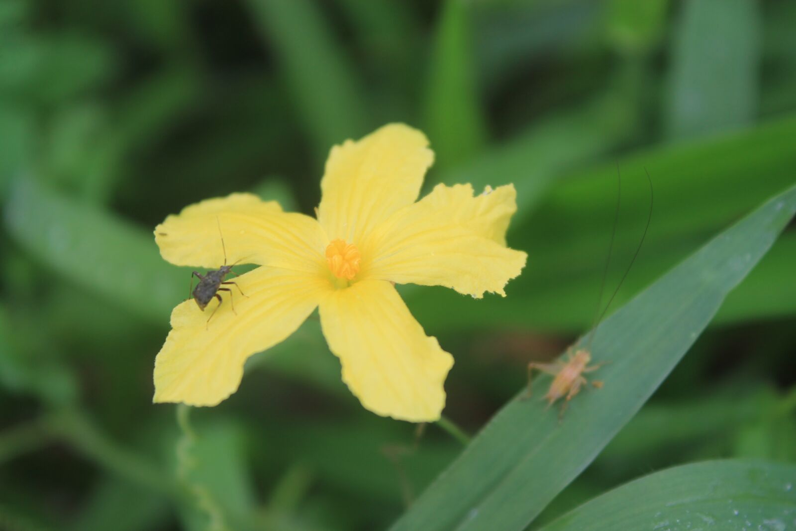 Canon EOS 1100D (EOS Rebel T3 / EOS Kiss X50) sample photo. Flowers, nature, insects photography