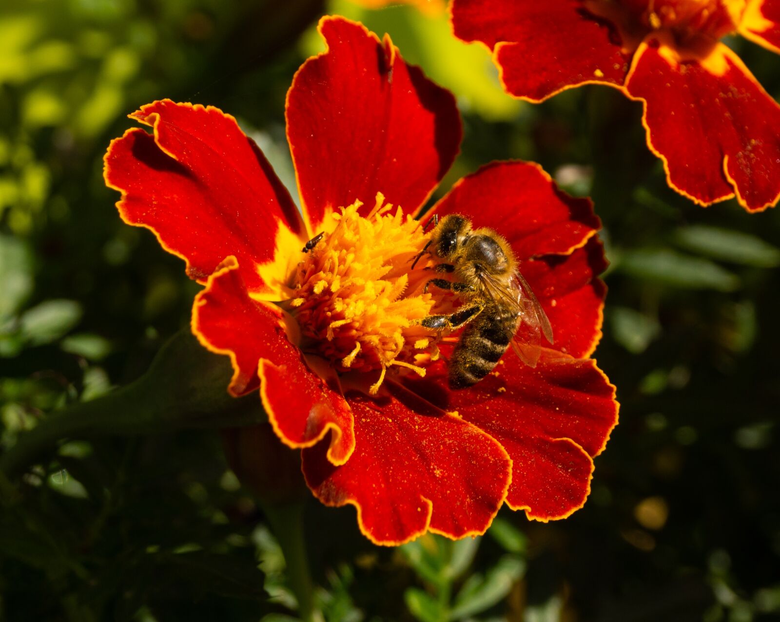 Sony SLT-A65 (SLT-A65V) + Sony DT 18-55mm F3.5-5.6 SAM sample photo. Bee, flower, insect photography