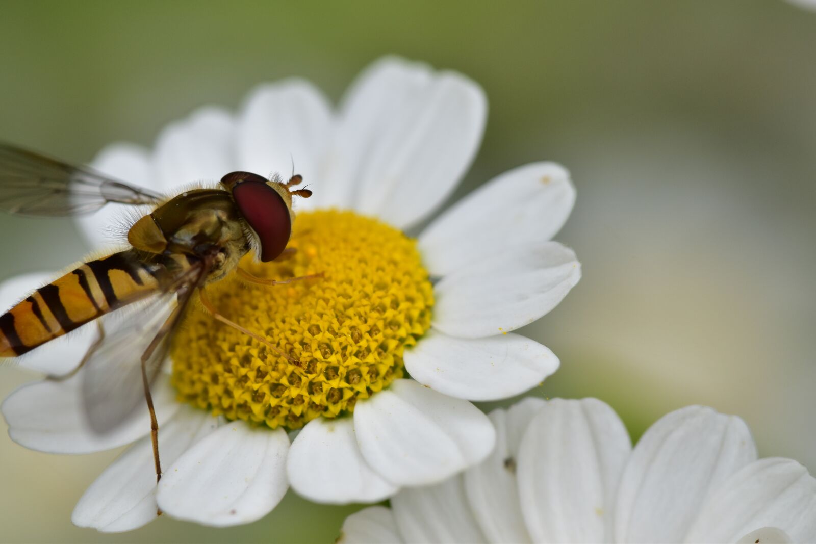 Nikon D5500 sample photo. Fly, flower, daisy photography