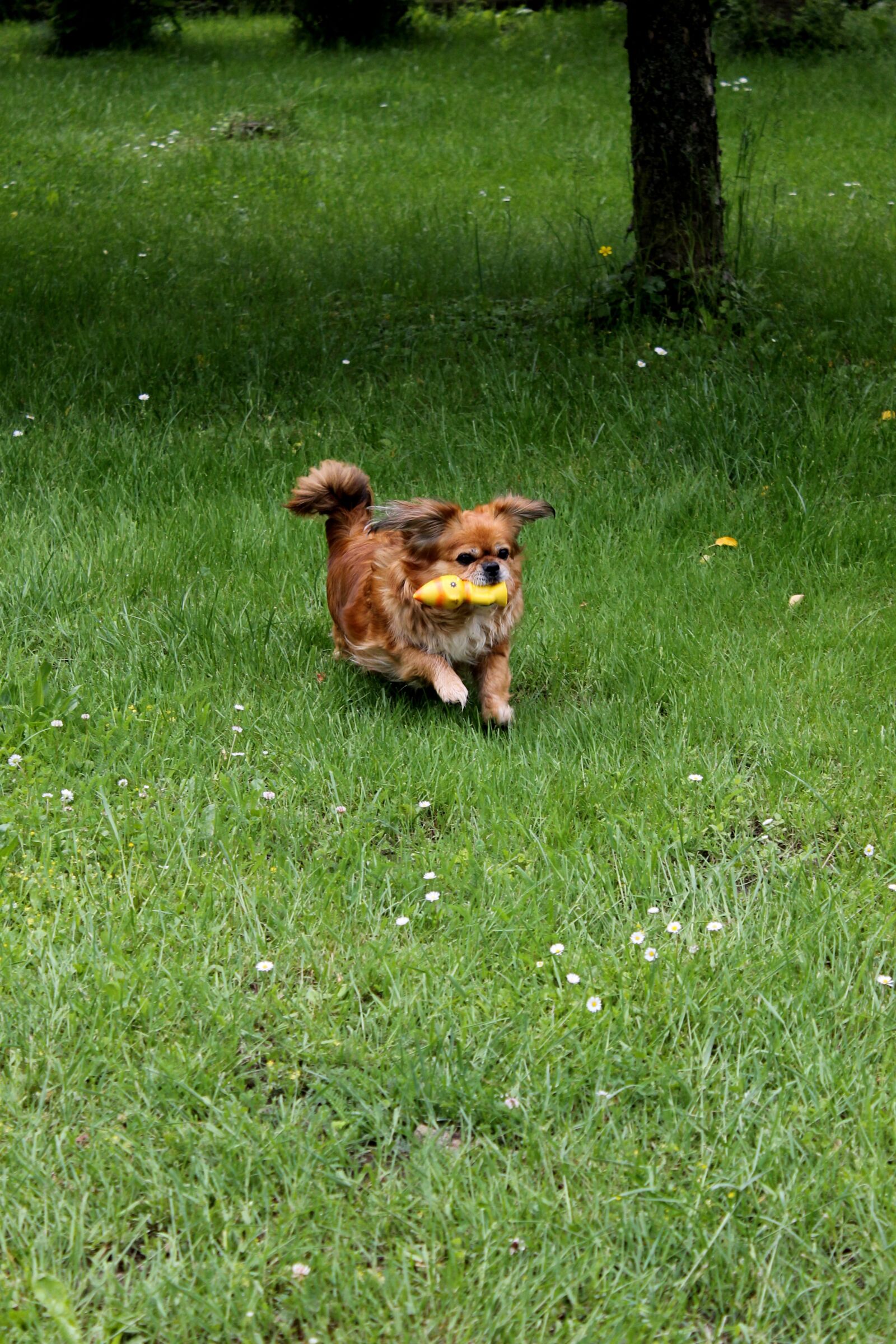 Canon EOS 1100D (EOS Rebel T3 / EOS Kiss X50) sample photo. Dog, summer, pet photography