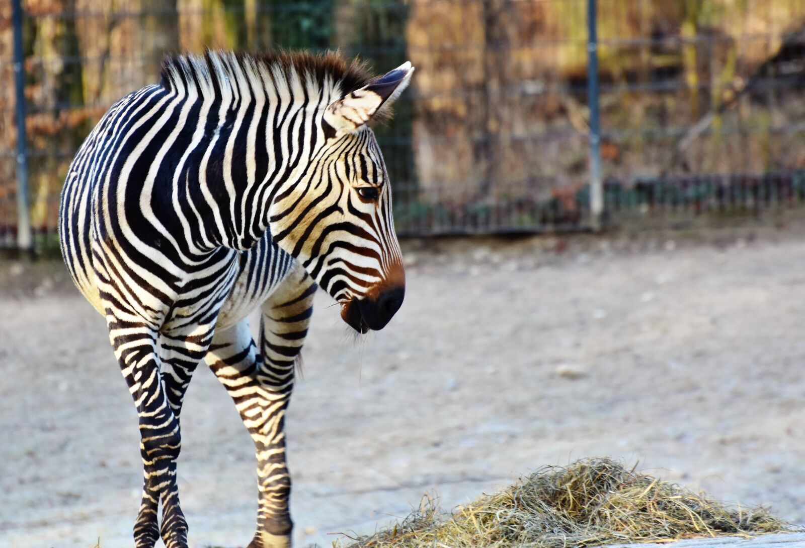 Nikon D7200 sample photo. Zebra, crosswalk, black and photography
