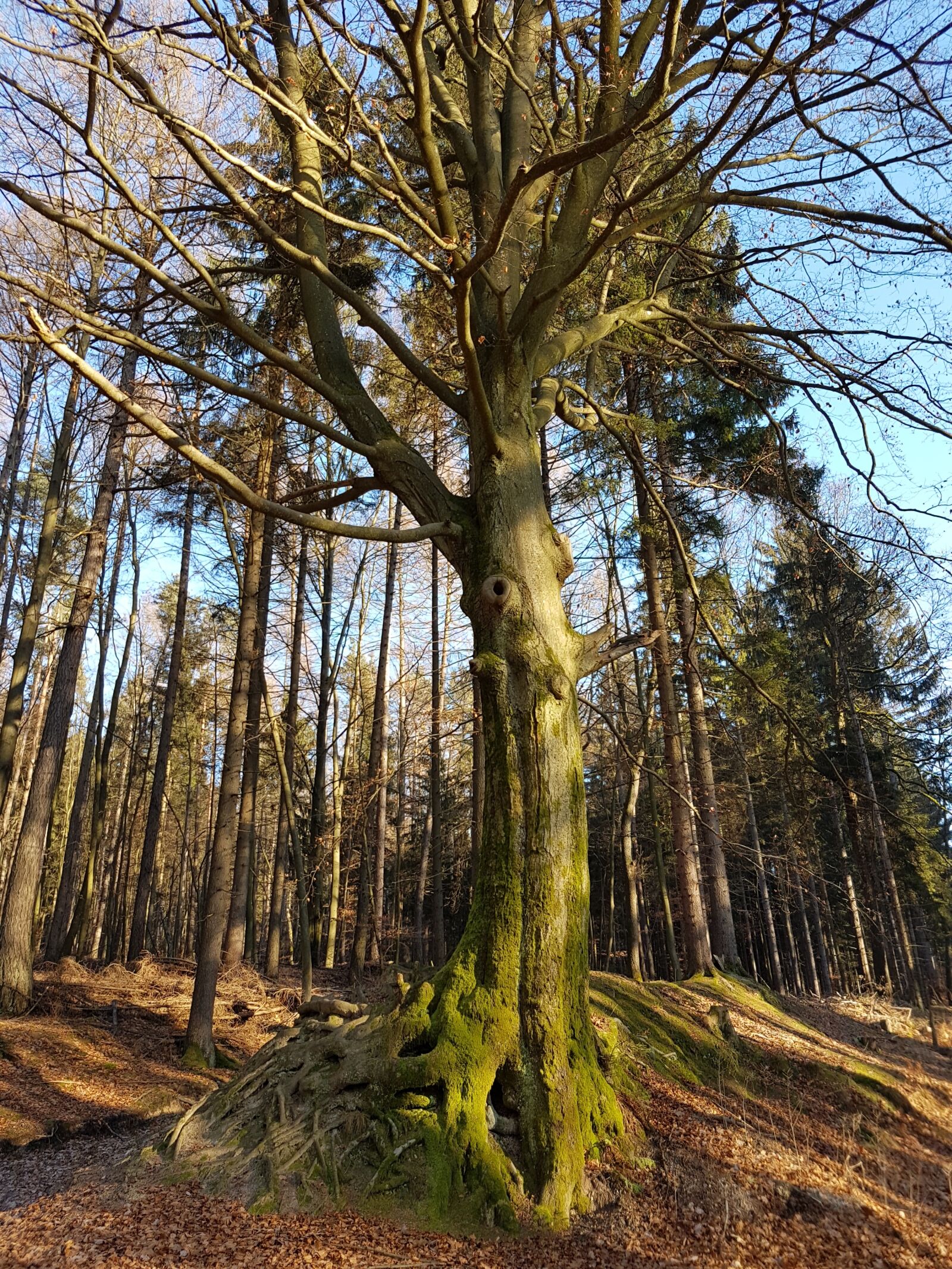 Samsung Galaxy S7 sample photo. Autumn, winter, tree photography