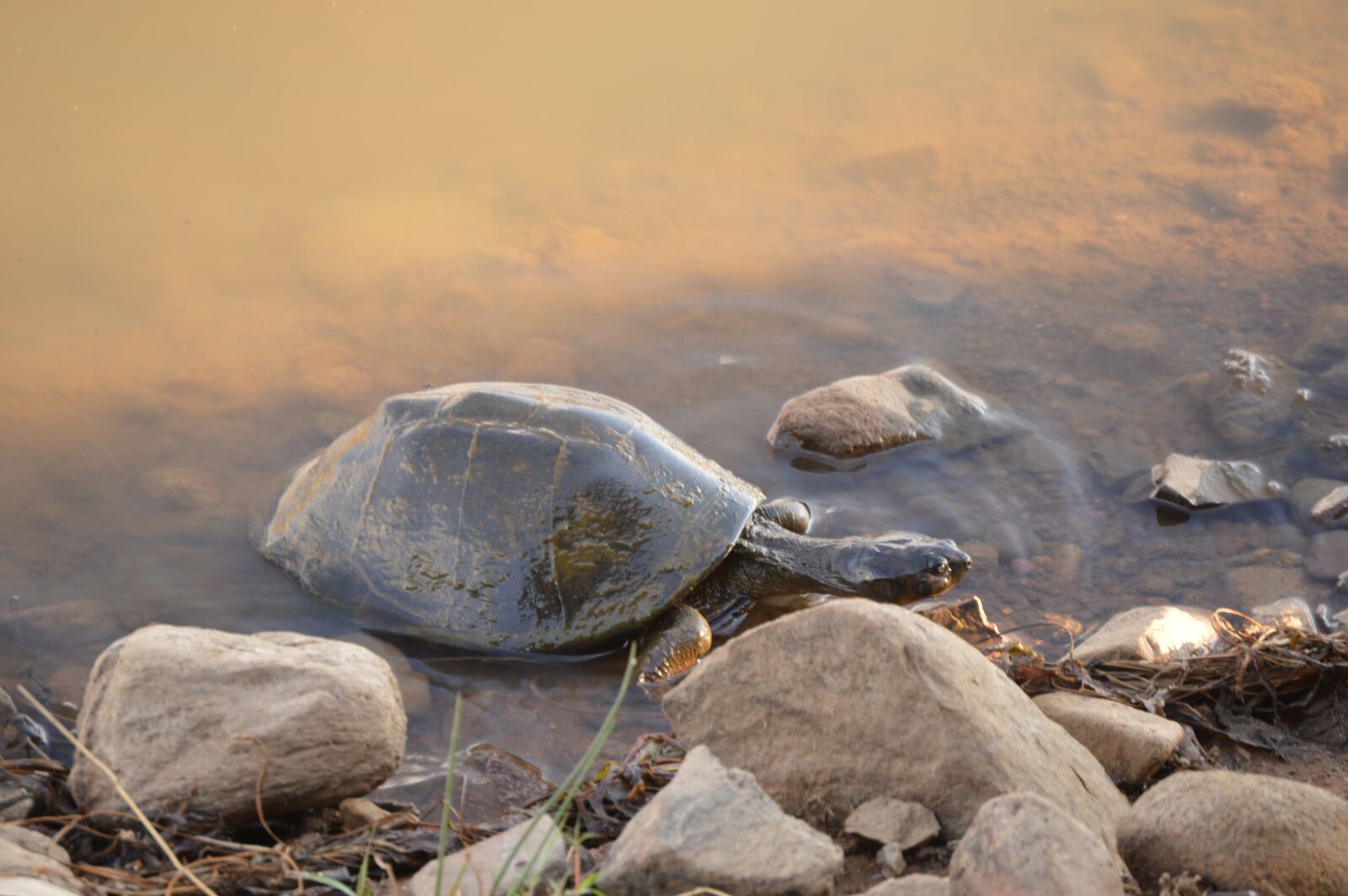 Nikon D3200 sample photo. Turtle, wild, nature photography