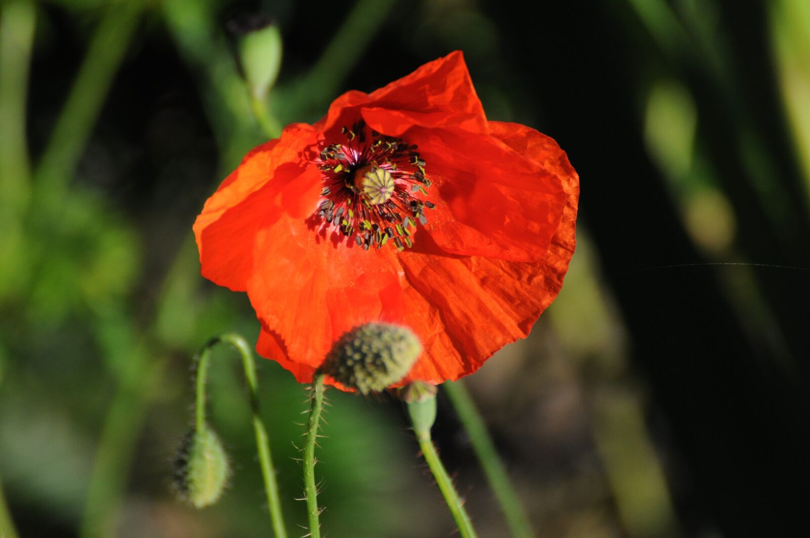 Nikon D5000 sample photo. Flower, poppy, nature photography