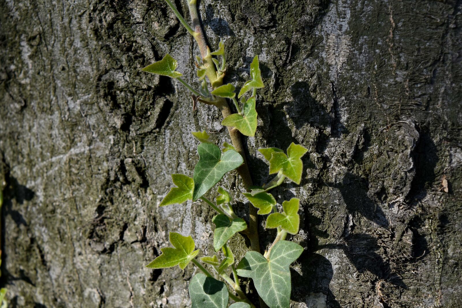 Nikon D5500 sample photo. Green leaves, ivy, oak photography