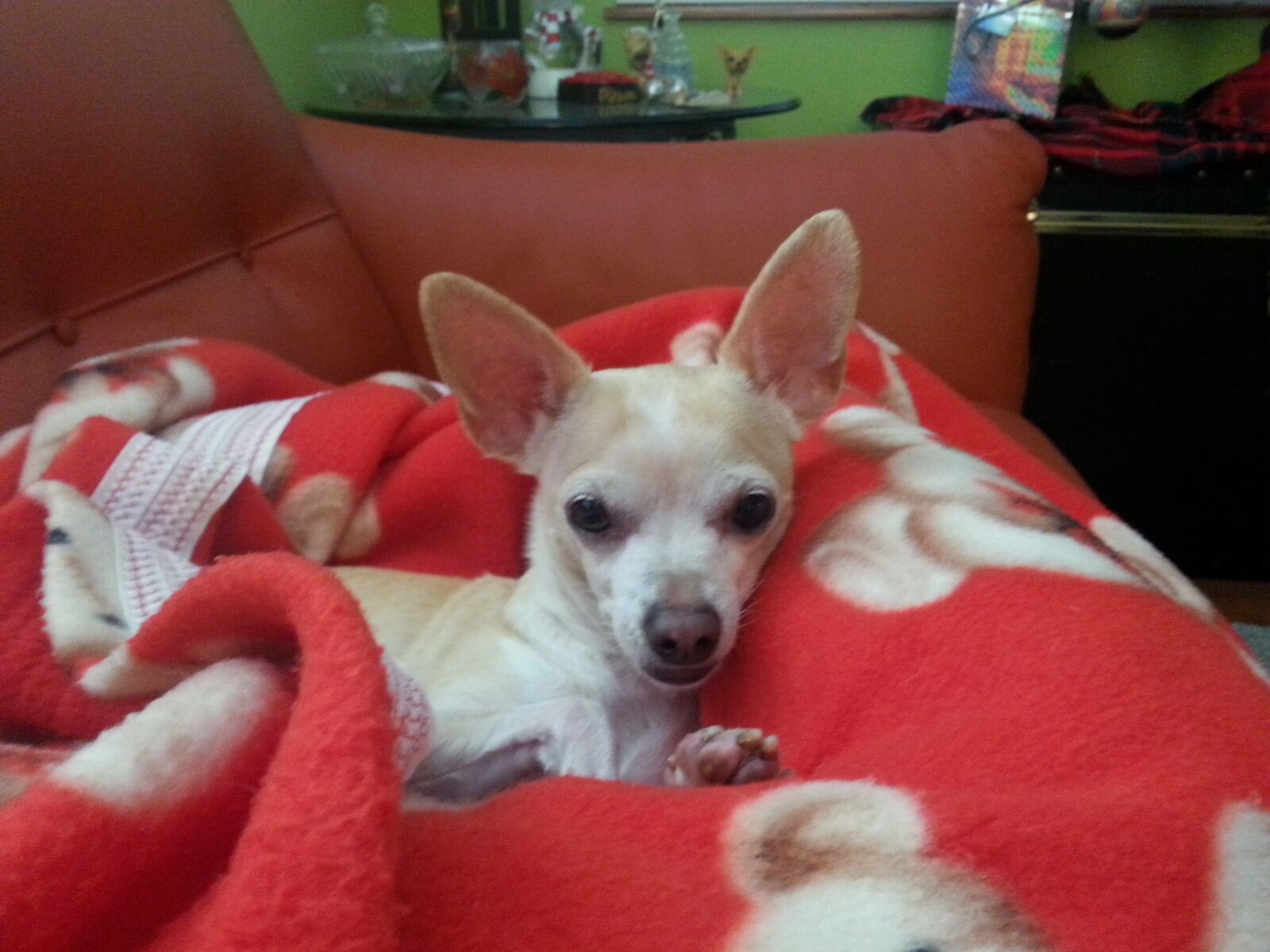 Samsung Galaxy S3 sample photo. Chihuahua, comfort, puppy photography