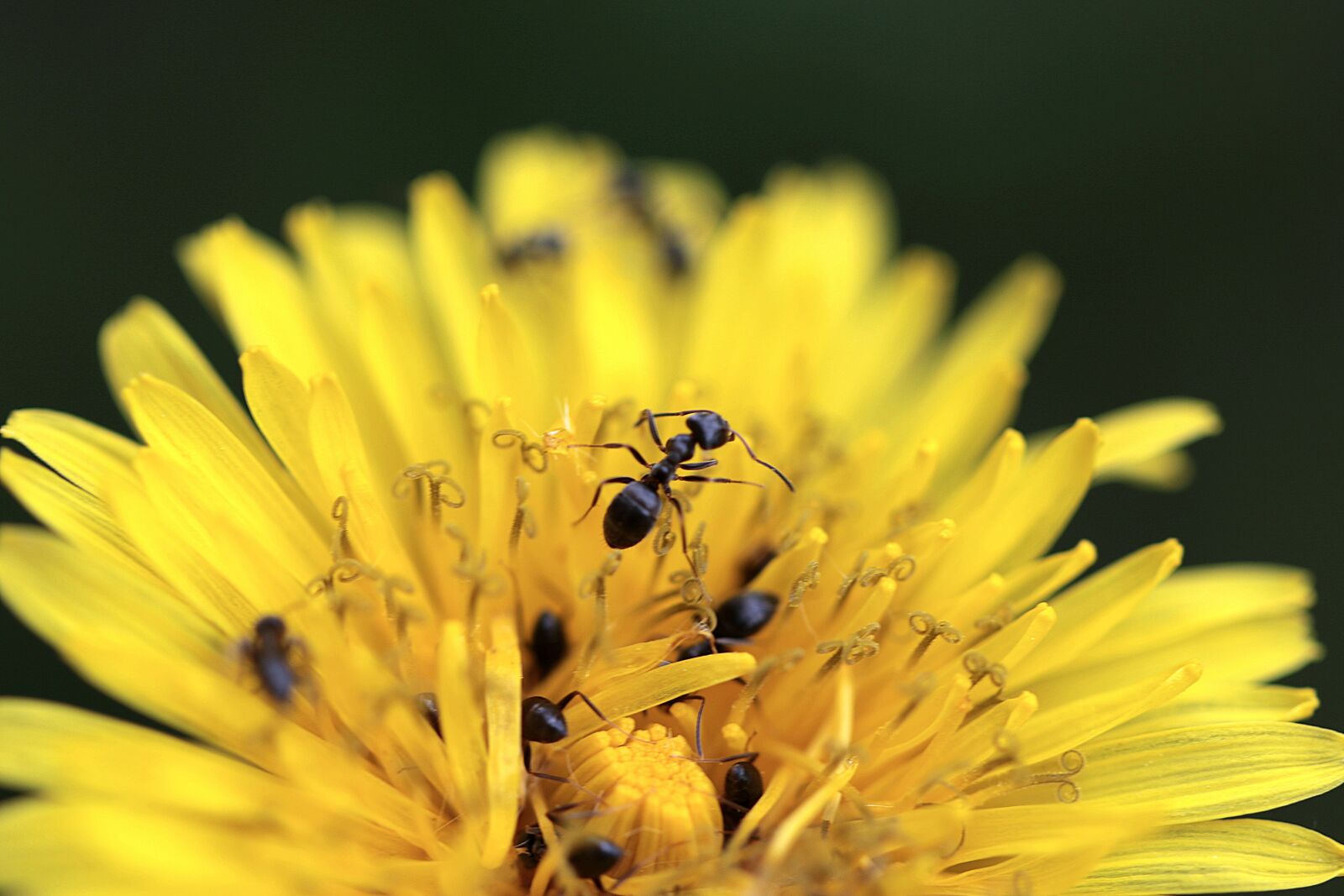 Canon EOS 7D Mark II sample photo. Sonchus oleraceus, ants, yellow photography
