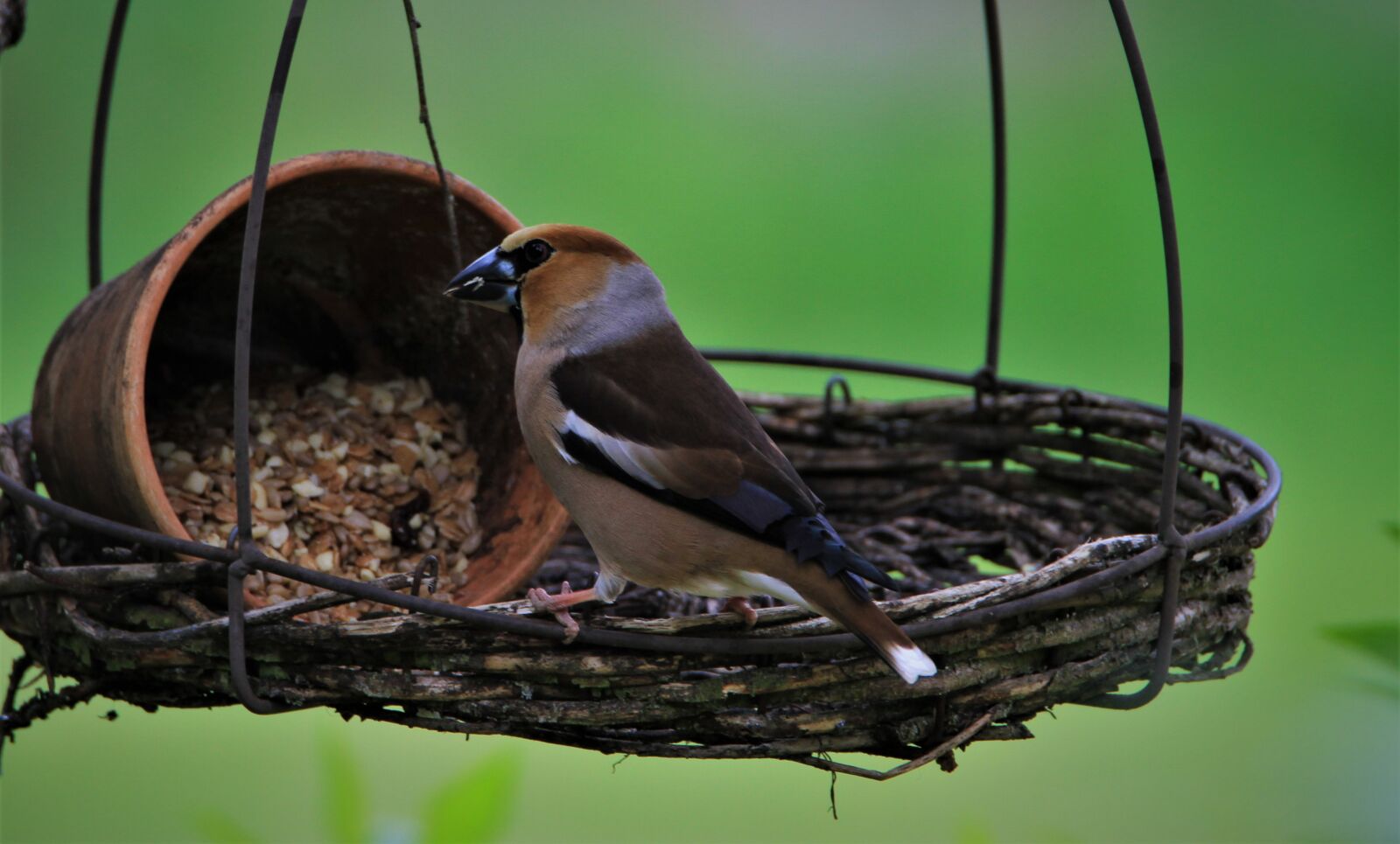 Tamron SP 150-600mm F5-6.3 Di VC USD sample photo. Core beisser, bird, songbird photography