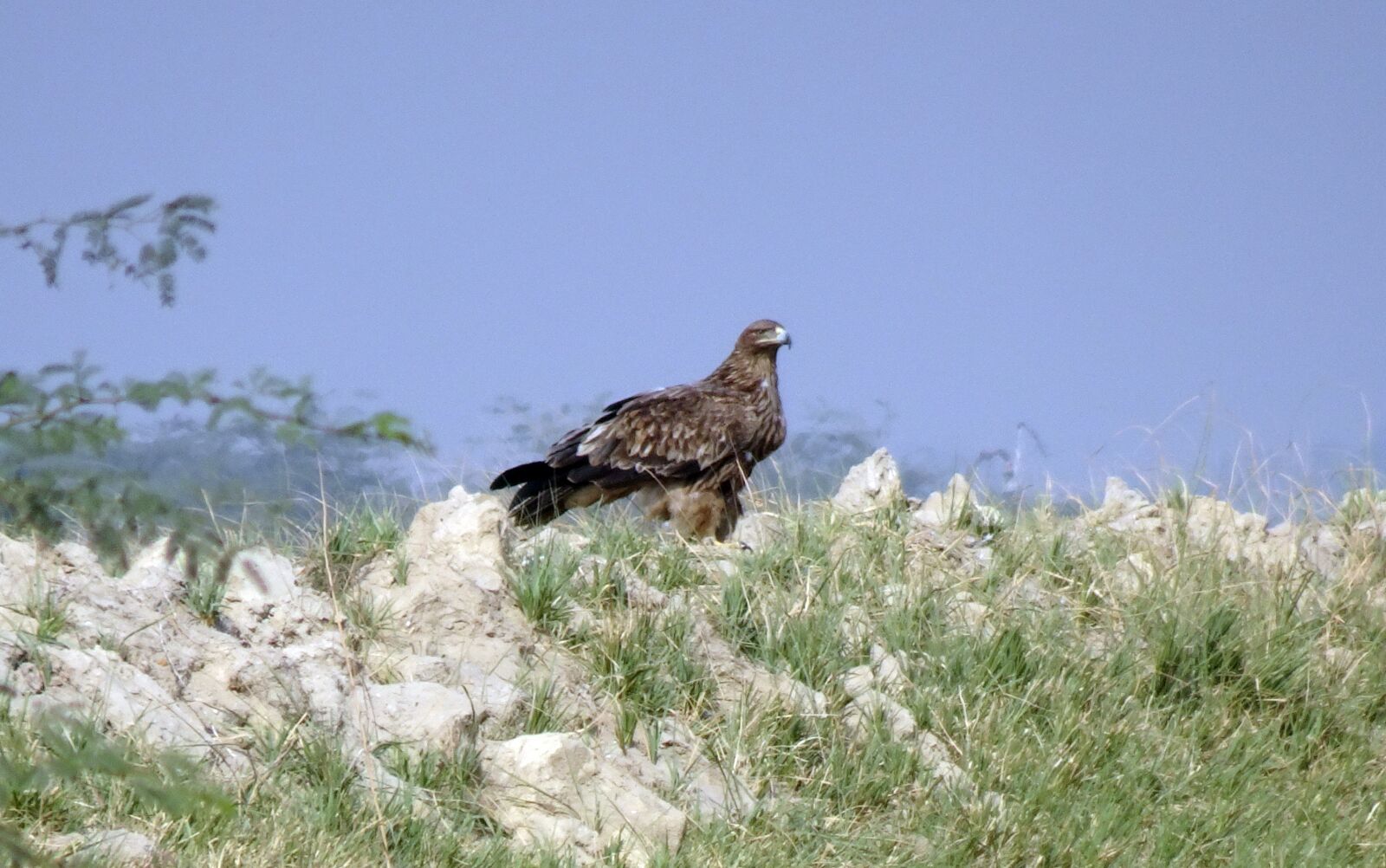 Sony Cyber-shot DSC-HX90V sample photo. Bird, eastern imperial eagle photography
