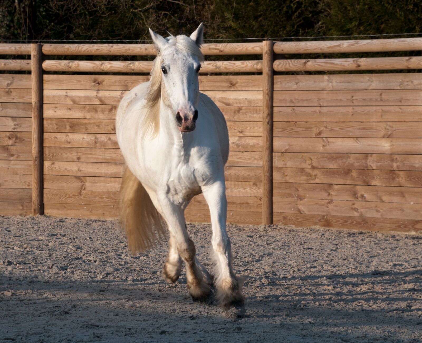 Nikon D300 sample photo. Horse, trotter, white photography