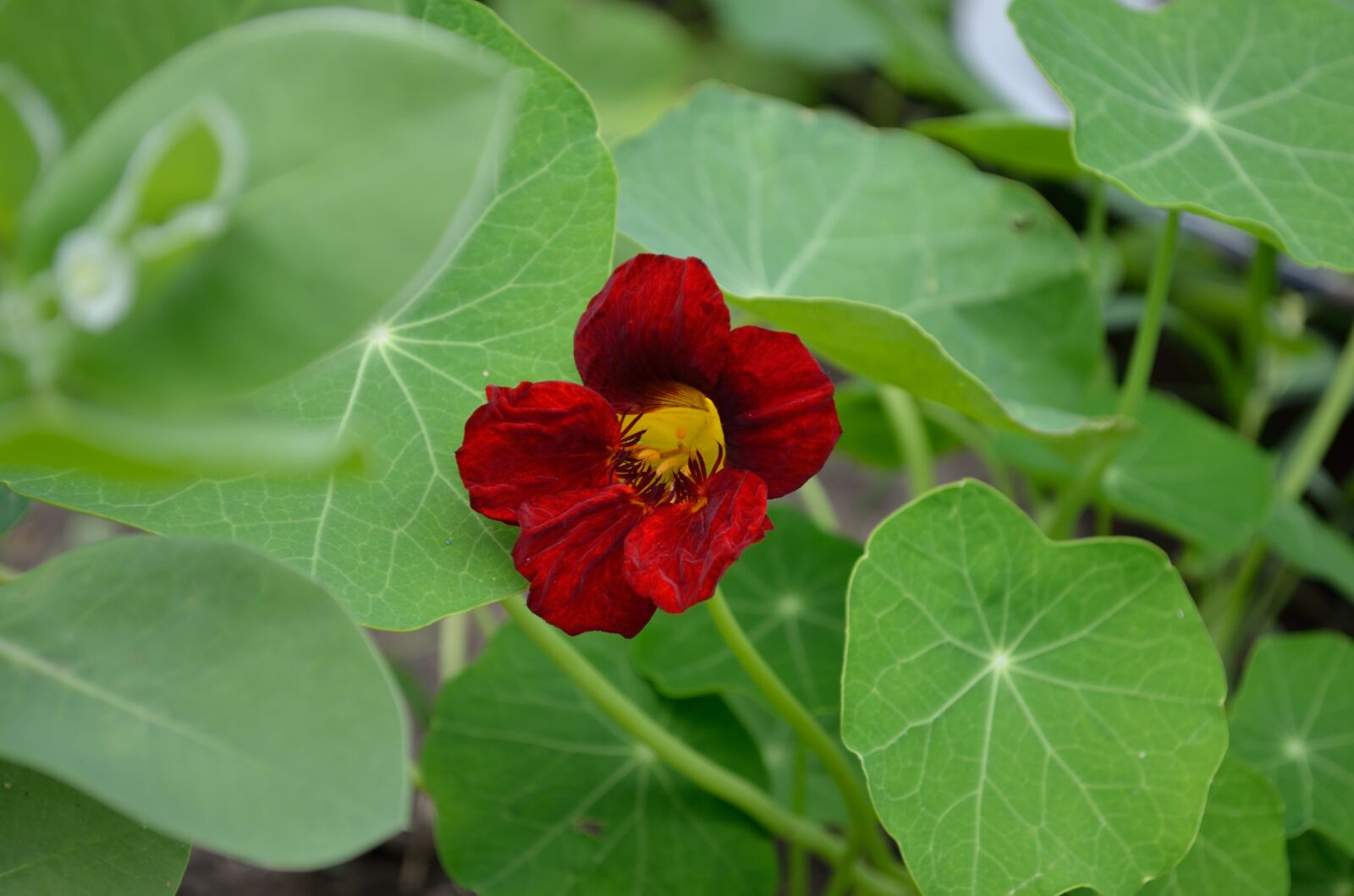 Nikon D5100 sample photo. Nasturtium, red flower, greens photography