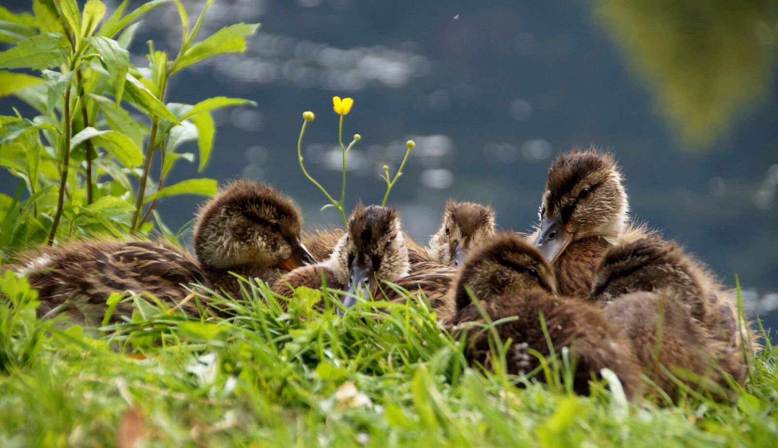 Sony SLT-A58 sample photo. Ducks, ducklings, mallard duck photography